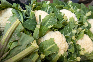 fresh cauliflower heads with green leaves