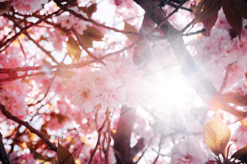 Cherry blossoms in spring bloom on a sunny day with blue sky and bright sunlight