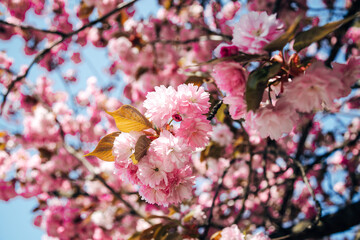 Cherry blossoms in spring bloom on a sunny day with blue sky and bright sunlight