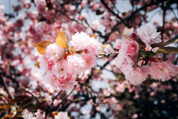 Cherry blossoms in spring bloom on a sunny day with blue sky and bright sunlight