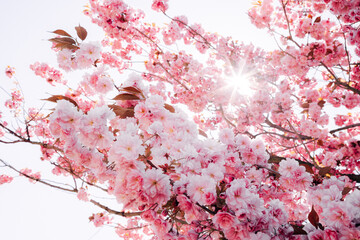 Cherry blossoms in spring bloom on a sunny day with blue sky and bright sunlight