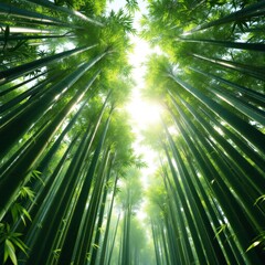 Fototapeta premium Upward view of tall bamboo forest with lush green canopy and sunlight filtering through leaves. Serene natural landscape representing freshness, tranquility, and tropical environment