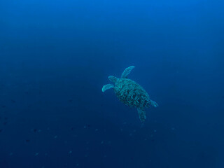 Obraz premium Green Sea Turtle Swimming in Deep Blue Ocean