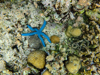 Blue Starfish Resting on Coral Reef