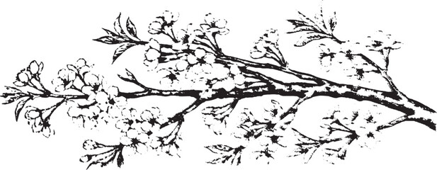 Hand Drawn Hanging Cherry Blossom Branch Illustration - Vintage Botanical Sakura Sketch