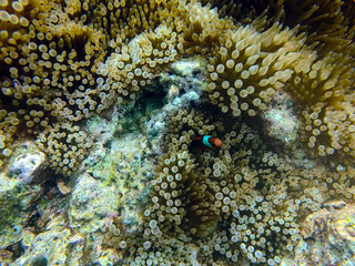 Tropical Coral Reef with School of Striped Fish
