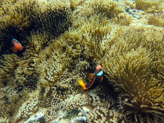 Clown fish Nestled in Sea Anemone on Coral Reef