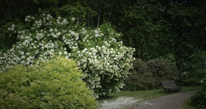 Lush Green Park with Beautiful White Flowers and Pathway