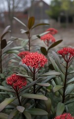 Vibrant red flowers blooming in a lush green garden setting