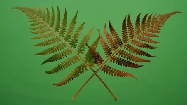 Two fern fronds cross over each other on a green screen background, illustrating fern spore dispersal.