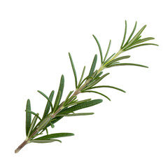 Obraz premium Fresh rosemary herb branch green plant isolated on a transparent background