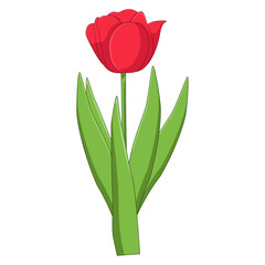 Vibrant red tulip in full bloom with multiple green leaves, classic spring flower