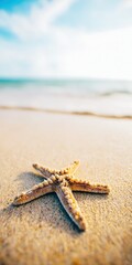 Starfish resting on tropical beach sand during summer