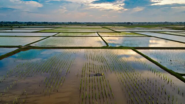 Large commercial rice paddy field with shallow water reflecting sky and symmetrical planting rows