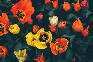 Beautiful fresh vivid tulip flowers in full bloom, view from above. Natural spring floral texture for background.