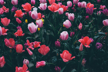 Beautiful meadow with colorful tulip flowers in full bloom. Spring floral texture for background.
