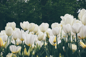 Beautiful fresh white and yellow tulip flowers blooming in the meadow. Natural floral background.