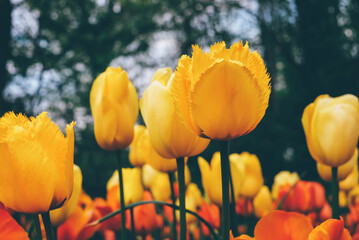 Beautiful fresh tulip flowers in full bloom in the meadow, close-up view. Natural flowery spring background.