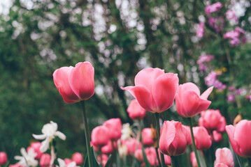 Beautiful magenta coloured tulip flowers blooming in the meadow, close-up view. Natural floral spring background.