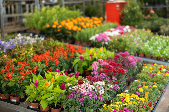 On shelf there are rows of various ornamental plants for decorating apartment, office, country house, flower beds, patio. Wholesale hypermarket of potted plants, hobby gardening products
