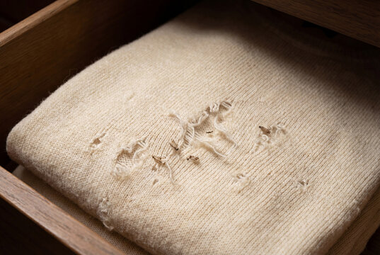 Clothes moths resting on folded wool sweater with eaten holes in wooden drawer