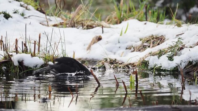 Amsel, Turdus merula