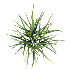 Obraz premium Green grass isolated on transparent background. Grass PNG. Clump of grass isolated on white backgrounds with copy space. Meadow PNG. Lawn PNG. Side view of cutout ornamental grass clump transparent.