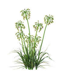 Flowering bush isolated on transparent background. Flowering shrub isolated on transparent background. Side view flower bush shrub isolated on white background. Flowering bush PNG. Flowering shrub PNG