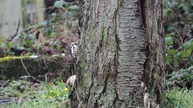 Mittelspecht, Dendrocoptes medius