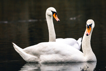 Obraz premium Close view of two swans on still water. The nearer bird lowers its curved neck while a companion watches from behind. Soft reflections and dark tones frame a gentle moment of wild grace.