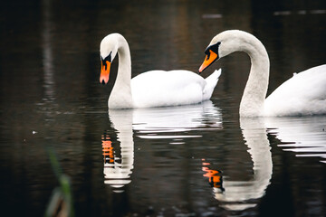 Fototapeta premium A foreground swan leads while a companion follows across calm water. Their bright forms and soft reflections create a pleasing rhythm that feels patient tender and perfectly balanced.
