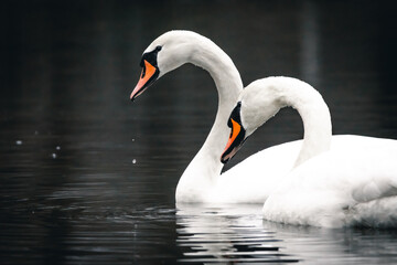 Fototapeta premium Two mute swans move together on dark water as droplets fall from bright bills. Their necks curve in rhythm and the quiet pond mirrors the soft shapes of trust beauty and gentle motion.
