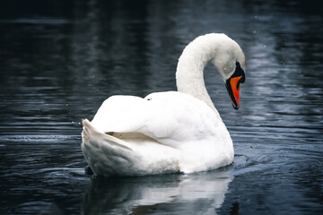 Graceful white swan glides on still water with head bowed in quiet reflection and stray droplets...