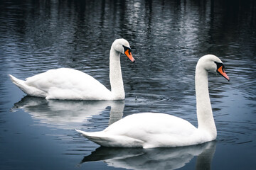 Naklejka premium Side by side the swans glide in unison across a clear lake. Smooth reflections and gentle ripples frame their bright plumage while the cool day surrounds the pair with grace balance and peace