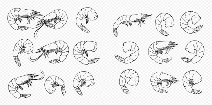Shrimp and prawn hand drawn illustrations set, seafood sketch collection, marine animal drawings.