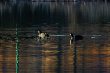 Two coots travel together across a reflective pond. One leads and one follows while gentle trails form behind. Muted colors and soft light create a serene mood of companionship.