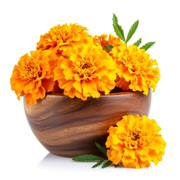 A wooden bowl overflowing with vibrant orange marigold flowers and green leaves on a pure white background