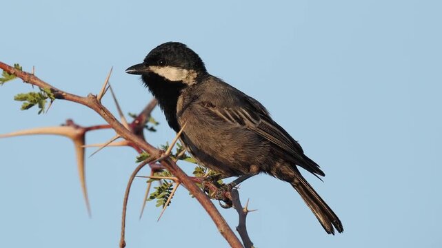 Akazienru&szlig;meise, Melaniparus cinerascens