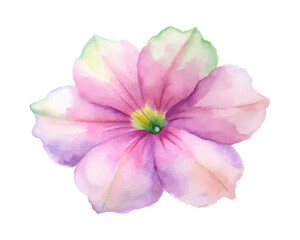 Obraz premium Watercolor Petunia Flower Clipart, Colorful Floral Art, vector illustration isolated on white background