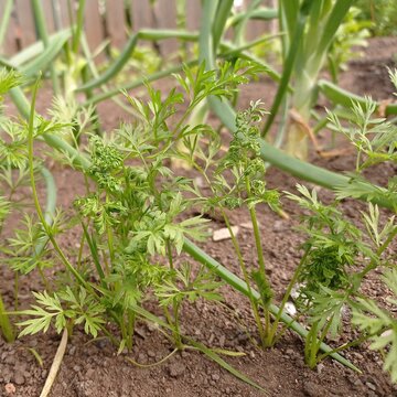 Close up of deformed carrot leaves damaged by a Carrot psyllid (Trioza apicalis).