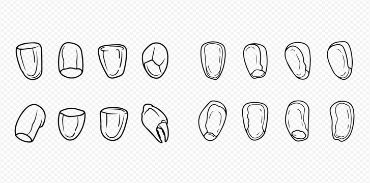 Set of hand-drawn corn kernels in outline style, isolated on transparent background, perfect for agricultural and food-related designs.