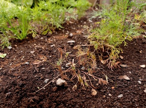 Close up of dill (Anethum graveolens) seedlings destroyed by plant disease called seedling root rot.