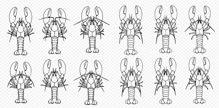 Set of black and white line art drawings of lobsters, crawfish, and crayfish on a transparent background.