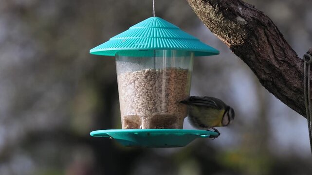 Blaumeise, Cyanistes caeruleu