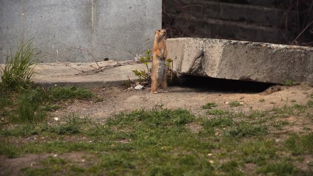 A funny little gopher lives under a building. The city gopher lives under a reinforced concrete slab.