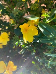 Vibrant Yellow Portulaca Flower with Rain Droplets &ndash; Close-Up Nature Photography of Moss Rose Bloom. Portulaca grandiflora Isolated in green background.