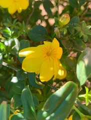 Vibrant Yellow Portulaca Flower with Rain Droplets &ndash; Close-Up Nature Photography of Moss Rose Bloom. Portulaca grandiflora Isolated in green background.