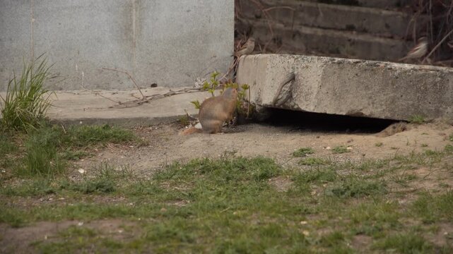 A funny little gopher lives under a building. The city gopher lives under a reinforced concrete slab.