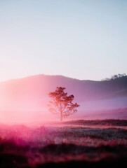 Naklejka premium Lone pine tree standing in a misty sunrise landscape during morning for nature editorial use, featuring ethereal mauve purple tones and soft atmospheric copy space
