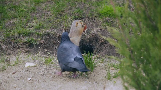 A funny little gopher stands and eats near his hole. Pigeons are walking around him.